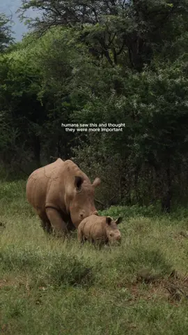 Rhino calves carry the future in every step.  They’re small but powerful reminders of survival, legacy, and hope. Each calf is a promise of what’s possible when we protect instead of take.  Happy world rhino day 🦏 #EndangeredSpecies #Rhino #Conservation #WildlifeConservation #AnimalLovers 
