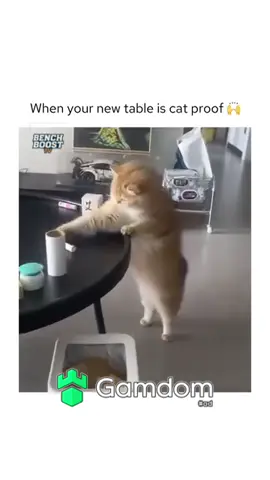 #fyp #trending #cat #catsoftiktok #cats 
