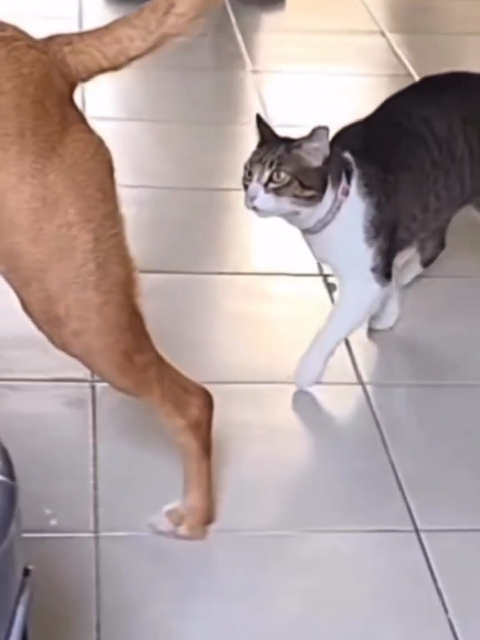 #cat #cute #catvideo #cutecat #funny 