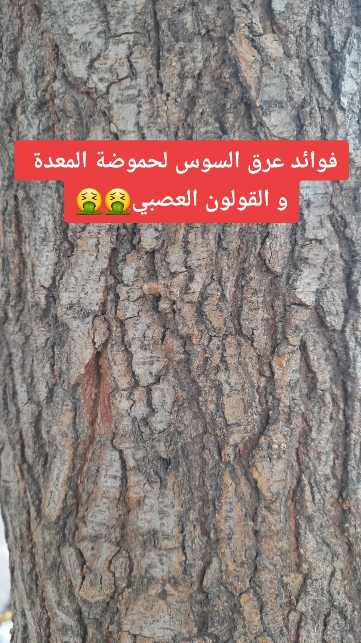 فوائد عرق السوس لحموضة المعدة  و القولون العصبي #حموضة_المعده #عرق_سوس #ارتجاع_المرئ #القولون_العصبي #القولون_الهضمي 