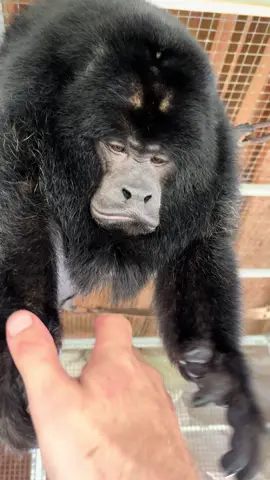 Had the chance to spend time with an old friend today  #monkey #tgrexotics #zoo #fyp  #animals 