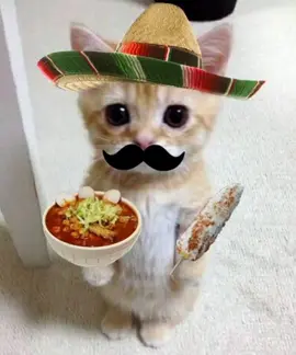 Mexican #georgieebom #fyp #funny #meme #cat 
