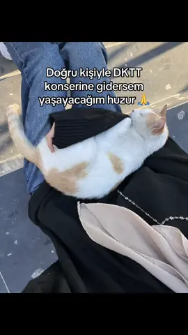 Allah’ım nolur ya 😔🙏#keşfetedüş #fyppppppppppppppppppppppp #dktt #dolukadehiterstut #kedi @Dolu Kadehi Ters Tut @Uğurhan Özay @Mürsel Oğulcan Ava 