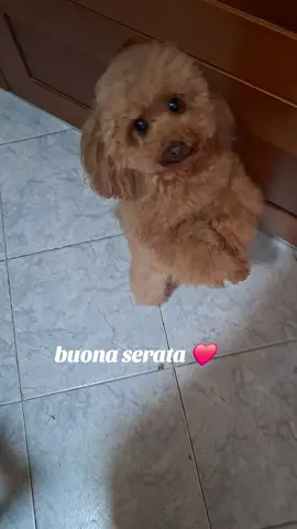 chanel ❤️ barbonciniditiktok dance buona serata neiperte 