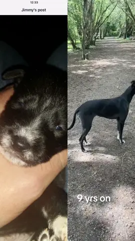 9years on #fyp #dog #dogsoftiktok #dogs #reels 