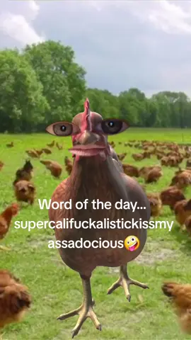 Um diddle diddle diddle um diddle ay  😂 🐓 #chickenhappyhour #funnychicken #funnyvideo #pattib #funnytiktok 