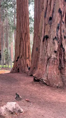 Widzieliśmy drzewo,które rosło przed Jezusem #park #sequoia #natura 