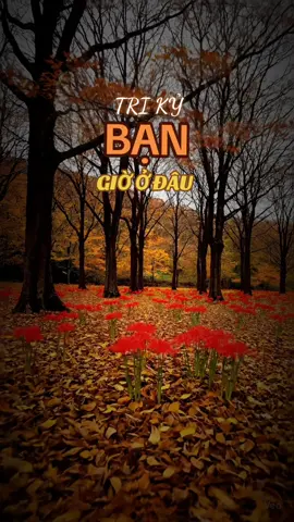 Tri kỷ bạn giờ ở đâu #buongbo #trietly #trietlycuocsong #songcham #chanthanh 