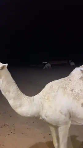#رماح