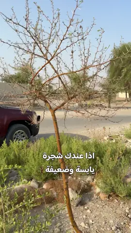 هيومك اسد + عنصر الحديد = نتائج سريعة 👌🤩 #سلطنة_عمان🇴🇲 #جعلان_بني_بوحسن #نحل #fyp 