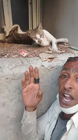 #عمان #الشعب_الصيني_ماله_حل😂😂 #عابر_القارات🔕 #البحرين #cats 