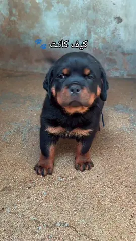 كيف كانت 🐾 وكيف صارت 💪  #rotwiller #dog #كلاب_شرسة #rottweiler #tunisia🇹🇳 @derman&athéna @واش  العشران❤️✨ 