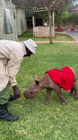 Each life saved is part of a much bigger story — one of a species being brought back from the brink. Black rhinos are a critically endangered species. Here in Kenya, they suffered a catastrophic 98% decline between 1970 and 1983, as poaching decimated their population from 20,000 to just 350 in just over a decade. But today, Kenya’s black rhinos are growing in number. Orphans like Chamboi — who will rejoin Tsavo’s wild rhino population when he is ready — represent the future. We are so proud to play a part in his story, which began for us with his rescue in 2023. 🦏 In honour of #WorldRhinoDay, read Chamboi’s full rescue story and support his journey back to the wild through an adoption: swt.bio/chamboi #rhino #animals 