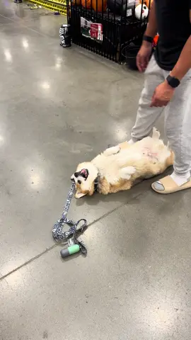 Bax adores Lowe’s #lowes #LanguageLearning #Summer #dogsoftiktok #corgi 