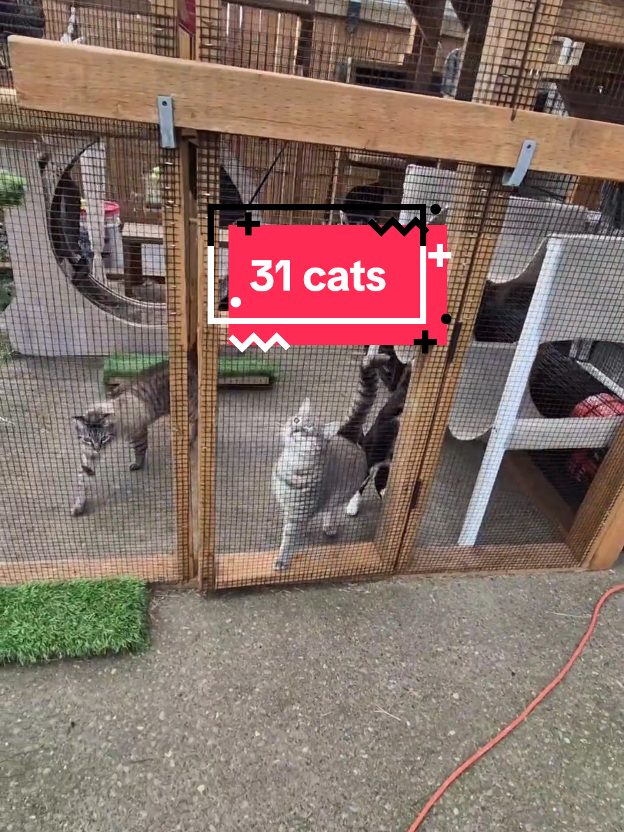 Im so lucky to be able to babysit 31 cats!!!  #cats  #catsitter  #veterinarytechnician 