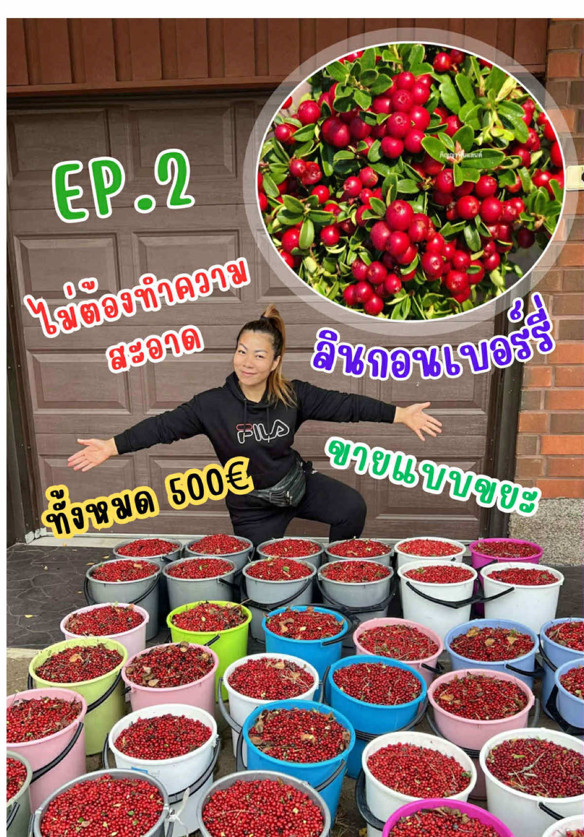 เก็บผลไม้ป่าลินกอนเบอร์รี่ขายแบบขยะ #Ep2 ราคาเท่าไหร่ คลิปนี้มีคำตอบค่ะ #ภิญญามาเฟียหมากไม้ #นักล่าเงินยูโร #เก็บผลไม้ป่า #ภิญญาฟินแลนด์ #2025 @ภิญญาฟินแลนด์ 🫐🌿🦋 