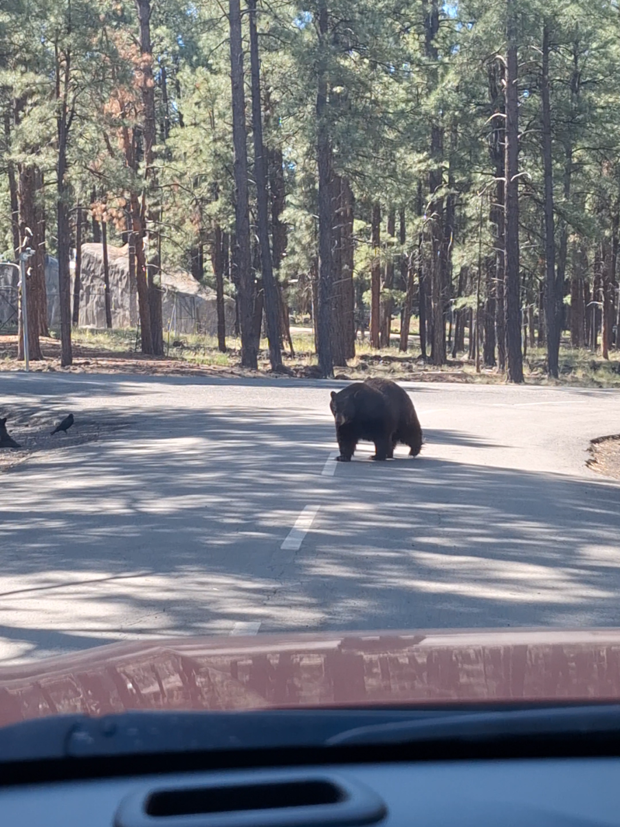 A roadtrip tão sonhada enfim feita! 🇺🇲🏜🐻 #UnitedStates #Arizona #Utah #california #Route66 