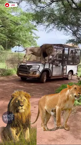 SAFARI  #natureza #leao #africa 