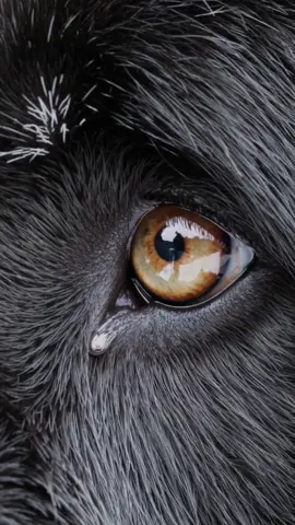 Maze of Memories – Die Augen des Wolfes 🐺✨ Ein Blick, tiefer als Worte. Ein Auge voller Tränen – Erinnerung und Schmerz. Im Schnee erhebt sich der Wolf, stolz und ungebrochen. Das Echo der Wildnis, gefangen im Labyrinth der Erinnerungen. #MazeOfMemories   #Wolf   #Nature   #Emotions 