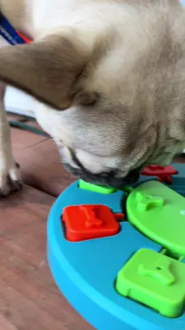 Enrichment toy! #frenchie #tiktokshop #frenchbulldog #frenchbulldogoftiktok 