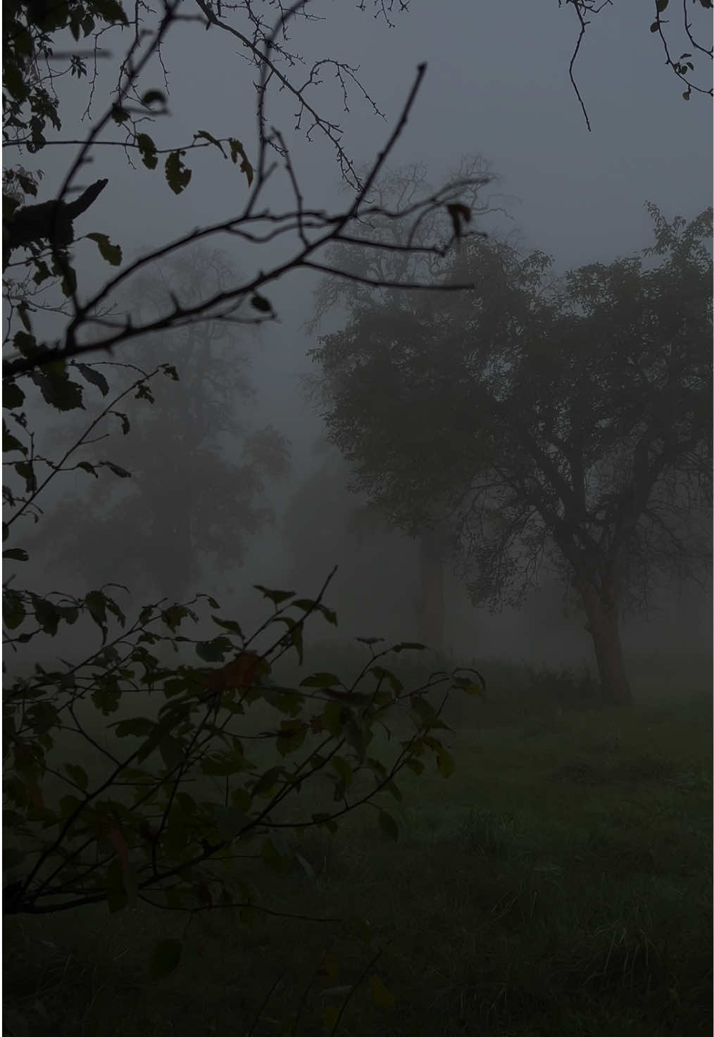 🪾 #poisontree #foggy #darkaesthetic #darknature #darkvibes 
