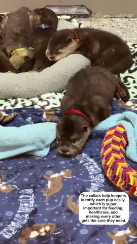 Have you stopped by the nursery window to see our baby otters yet?  You may have noticed that each otter is wearing a colored collar, these aren’t just for style. The collars help keepers identify each pup easily, which is super important for feeding, healthcare, and making sure every otter gets the care they need.  These adorable babies are our future otter swim stars and we can’t wait for you to meet them.  What do you think Mr. Red’s legal name should be? What about the others?  #otters #babyotter #pups #otterpups #animalencounters  