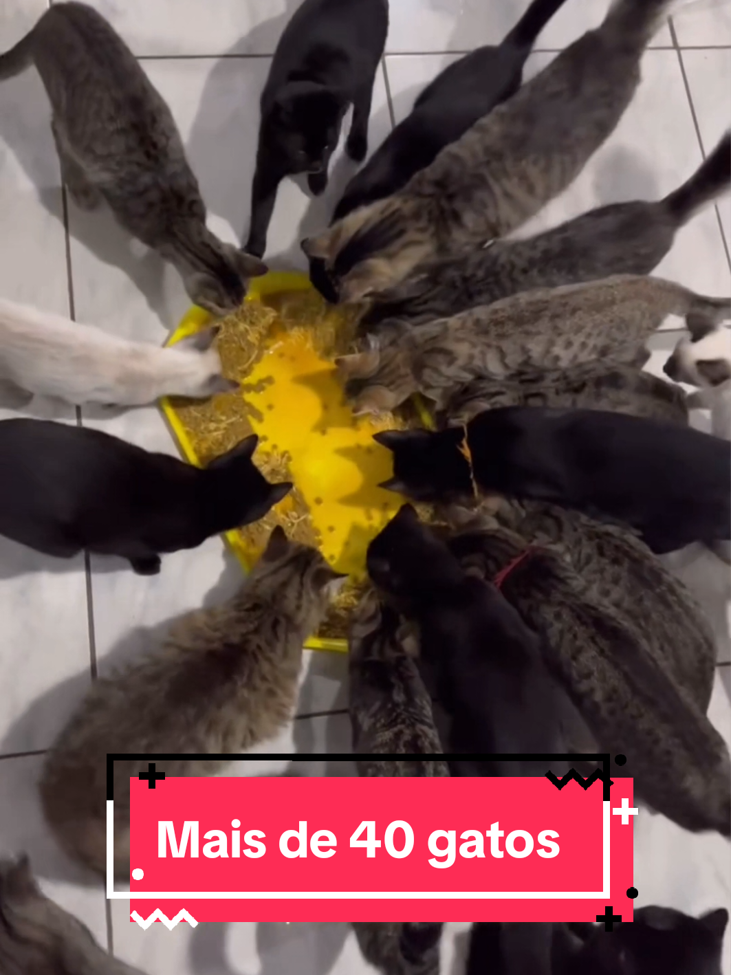 Conheça nossos gatinhos e faça tattoos lindas para nos ajudar 💖 I G's serena.tattooink danielamansurtattoo catsmansur @Daniela Mansur  #fyp #portoalegre #gato #gatos #fyppppppppppppppppppppppp 