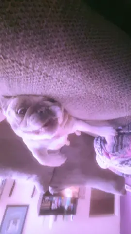 This is what her internal monologue sounds like #fypシ゚viral #frenchbulldog #beesinthetrap #reposts 