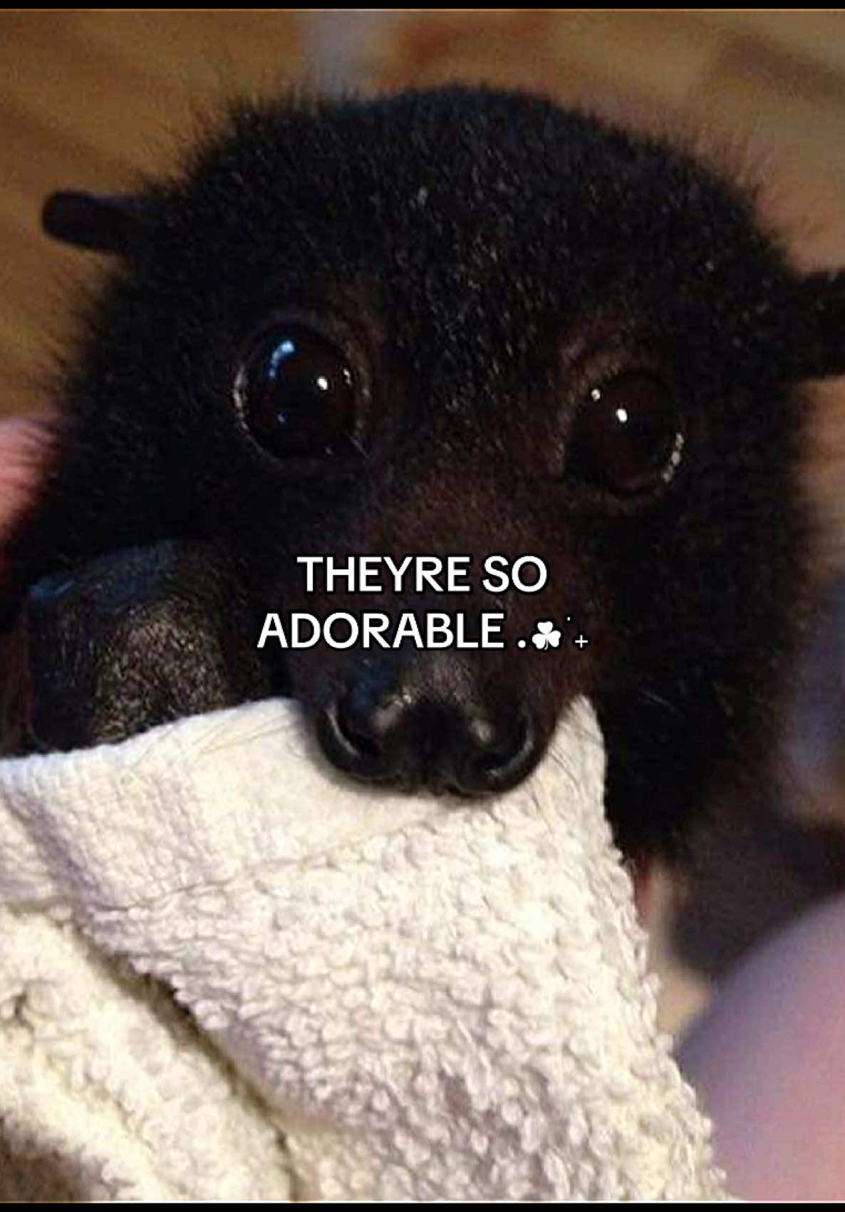 😭 #bat #fruitbat #fyp #foryour #4upageシ lijkt op iemand die ik ken… #bats #cute #adorable #fypageシ 