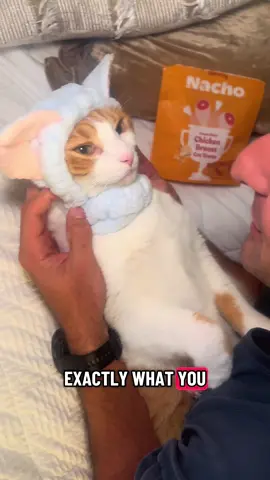 Ron was born with no moral compass… 🐾🍊 #catsoftiktok #viralcat #funnycat #fy #orangecat @Made by Nacho 