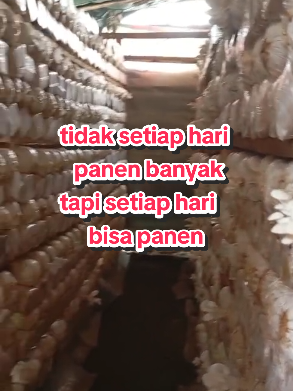 Kerja di rumah dn buka lapangan pekerjaan #anindyjamur #jamurmalang #budidayajamur #petanijamur