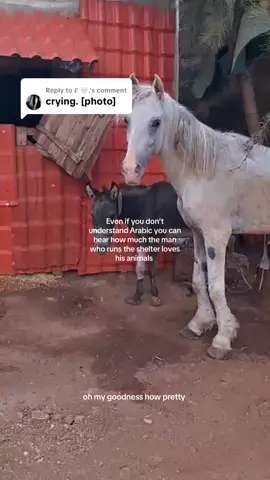Replying to @𝓔 🤍. This videos was send to me today from Houssein who runs the shelter, it’s not just dogs you guys are helping it’s also donkeys and horses and away from the shelter he feeds cats daily 🥺  #mashalashelterr #fyp #dogs #strays #kindness