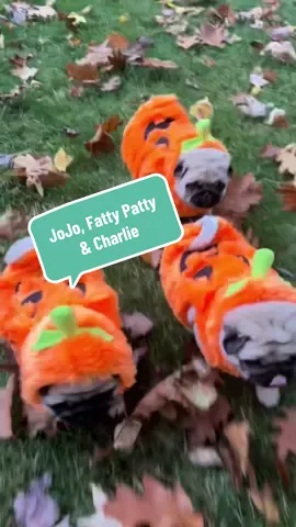 Happy Fall Y’all…WOOF!!🍃🍂🎃🎃🎃🍂🍁🍃 #Fall #LittlePugdashians #Pugdashians