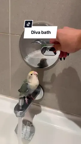 This is getting out of hand 😂  #PetsOfTikTok #birdtok #funnypets #funnyanimals #birdtiktok 