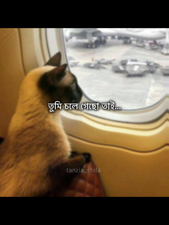 @Kibria  বুঝছেন 😂😂 . #tanziashila✨ #unfrezzmyaccount 