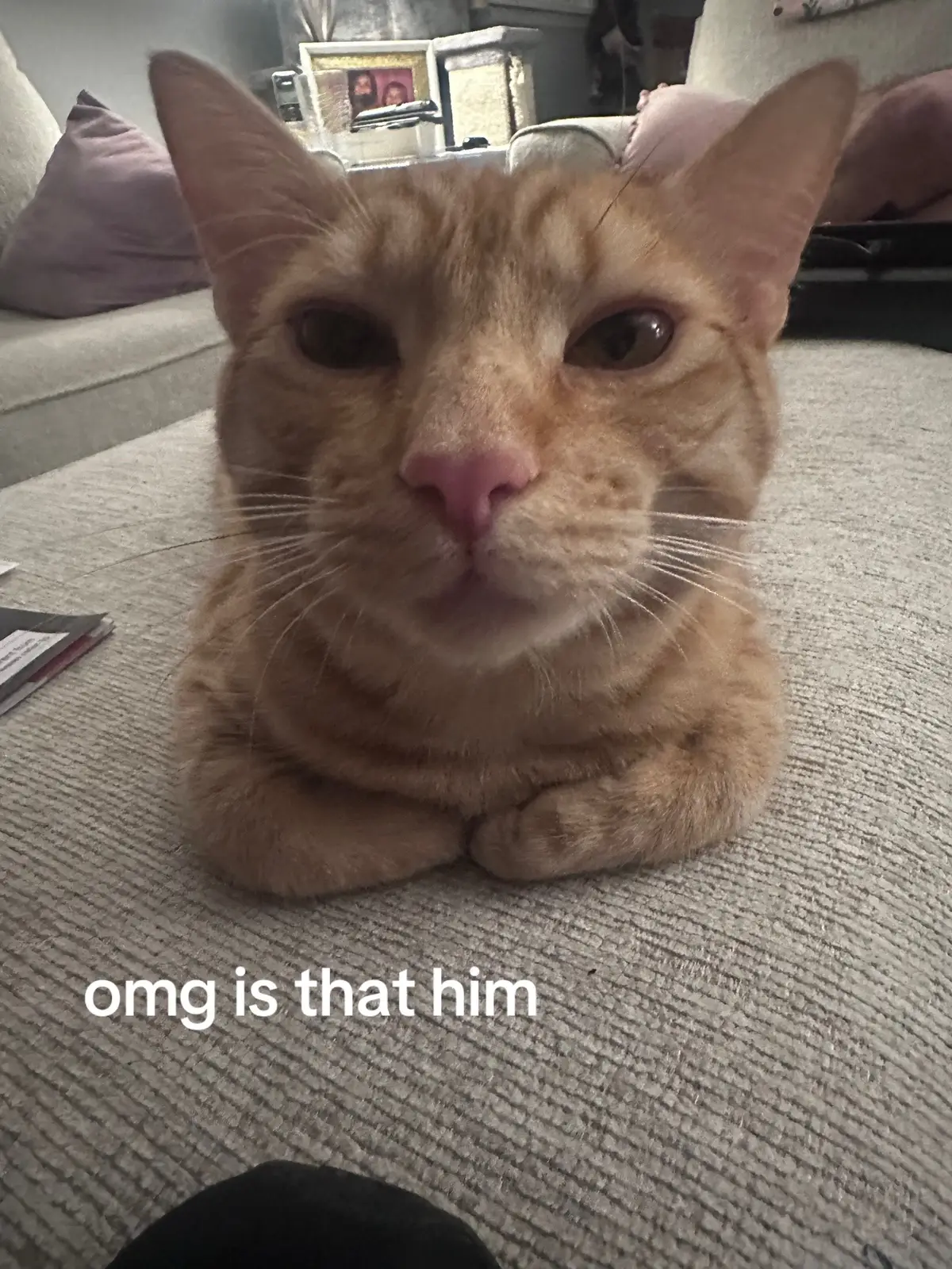 weirdo #ginger #fyp #cat @tae 