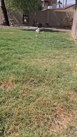 Foster DJ had his first experience with lure coursing today! New experiences are good for our canine companions! #yorkiemix #fosterdog #dogtok #dogsoftiktok #lurecoursingdogs 