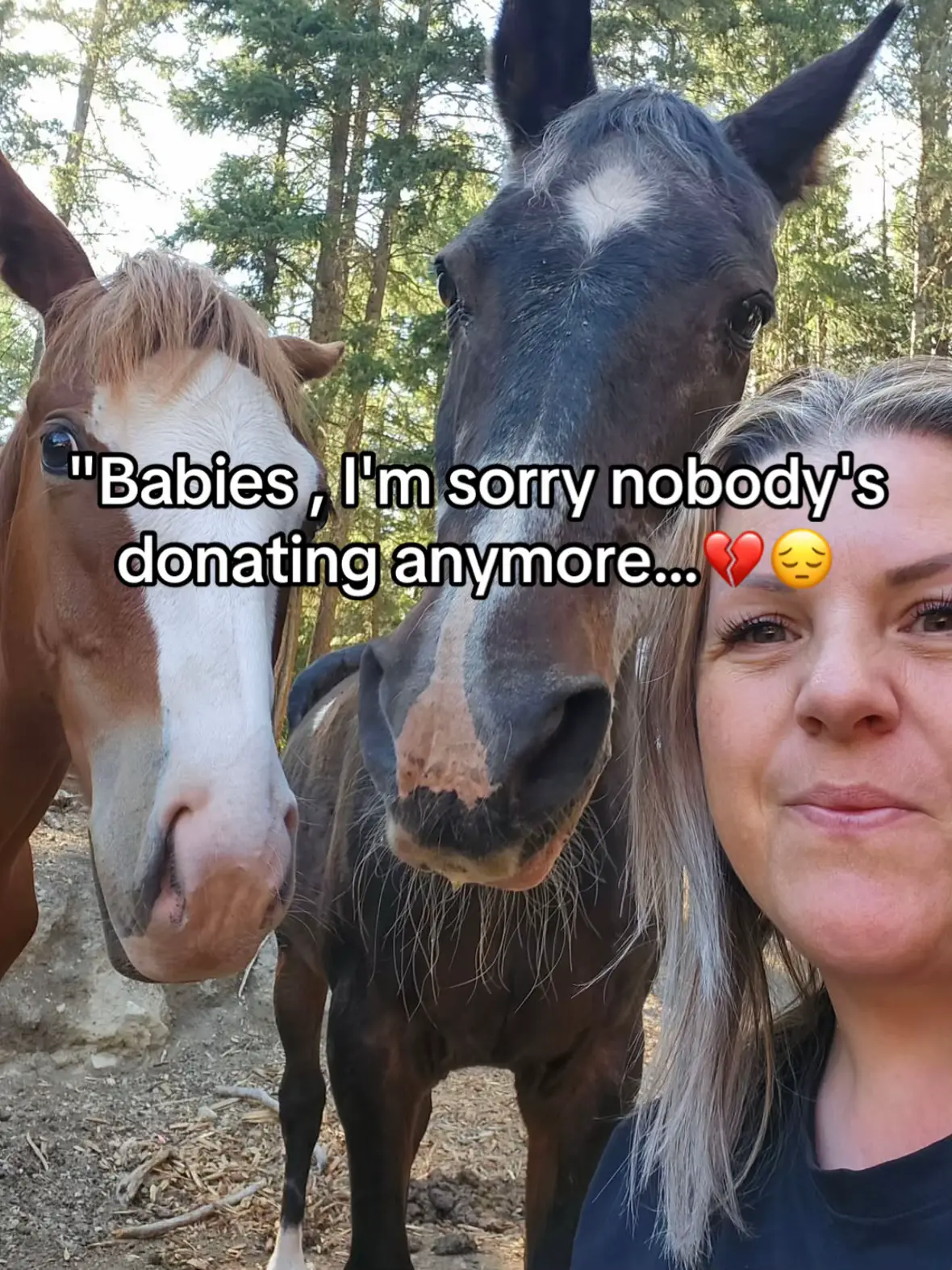 Every kind comment would mean a world to me #horses #shelter #sanctuary #animalsoftiktok #horselovers 