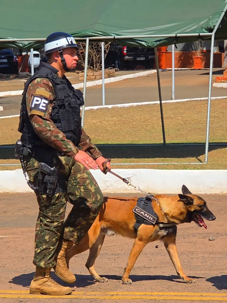 Cães na Polícia do Exército A Polícia do Exército utiliza cães especialmente treinados para atuar em diversas operações, garantindo segurança e eficácia nas ações. Esses cães são empregados em patrulhamento, detecção de drogas e explosivos, busca e salvamento, além do controle de situações de risco. Cada animal passa por treinamento rigoroso, desenvolvido para fortalecer a parceria entre cão e militar, garantindo precisão, agilidade e proteção durante as missões. A presença desses cães é estratégica, aumentando a capacidade de resposta da Polícia do Exército e reforçando a segurança em ambientes militares e públicos.