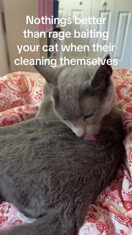 He was so mad after this.. #cat #xybca #fyp #sorry #oops 