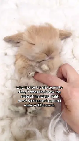 baby bunnies are edible #spirituality #rabbit 