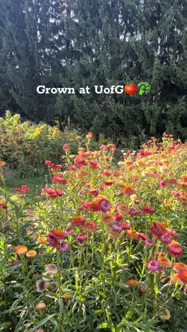 🌱✨A little campus magic! Our HSAC committee toured the gardens where fresh veggies are grown for the dining halls on campus. From garden to plate, right here at UfG!🍅🥕🌿#hospitality @Hospitality Services @University of Guelph 