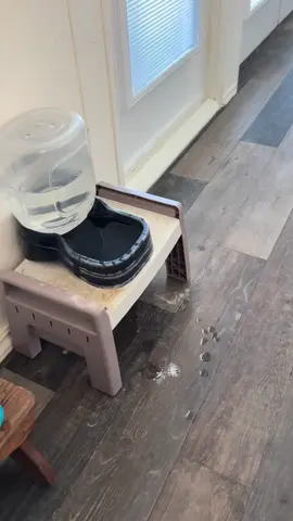 #pet #dog #cat #absorbentmat #waterbowl 