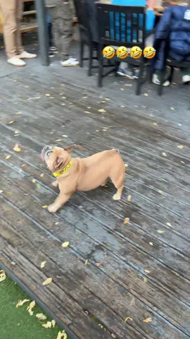 🤣🤣marodogga  #fyp #frenchbulldog #maradona 