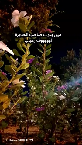 #موال #عراقي #الحب #تصويري #viraltiktok 