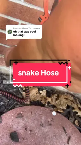Replying to @Misses T @Qunkun shops My favorite Snake garden hose in on sale! #gardenhose #expandablegardenhose #tiktokshopfalldealsforyou #tiktokshoprestock #tiktokshopblackfriday 