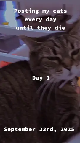 posting my cats every day until they die (day 1) #fyp #xyzcba 