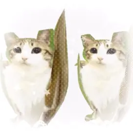 |    ︵͡ ⁺ 𝓝𝓮𝔀 𝓿𝓲𝓭𝓮𝓸 🦉🐱 +| #MEOWL :: nuevo video 💜, tengo sueño ... #xyzbca #miau #gatobuho#parati 