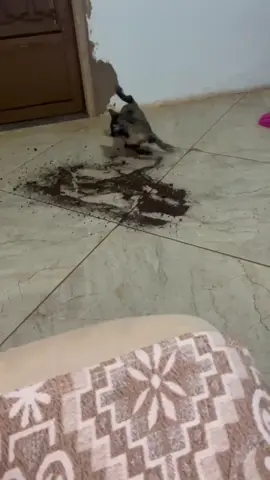 gata bagunceira misericórdia #fy #foryou 