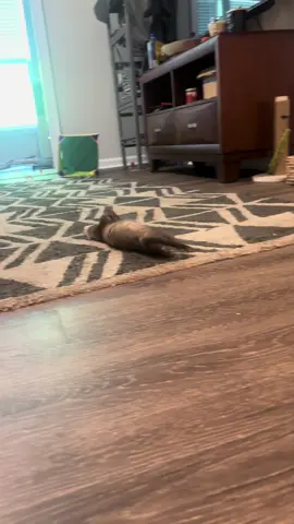 Nyx, the spinfluencer #ferretbabies, #cuteanimals, #petlovers, #ferretsoftiktok, #foryoupage